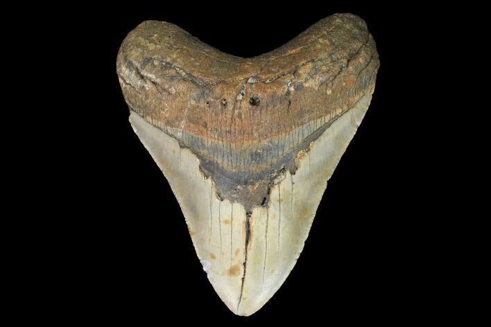 Fossil Megalodon Tooth - North Carolina #101308